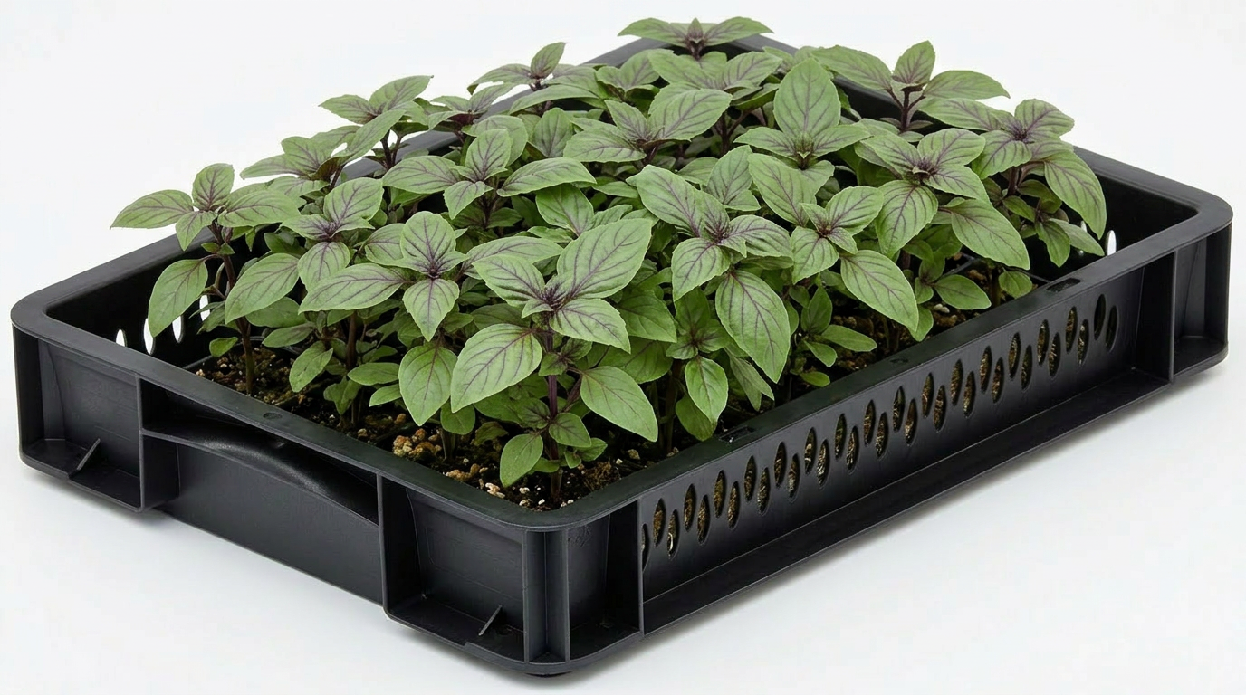 Basil Cinnamon