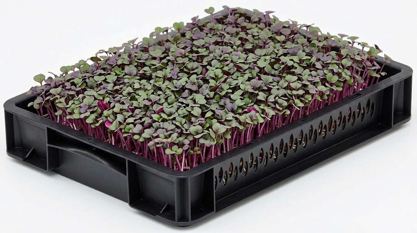 Red Cabbage Cress