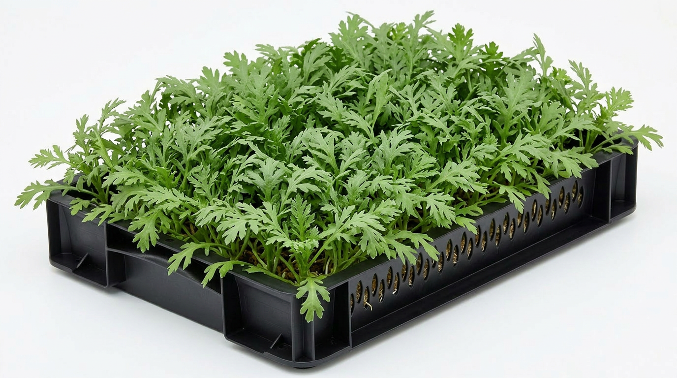 Chrysanthemum Greens