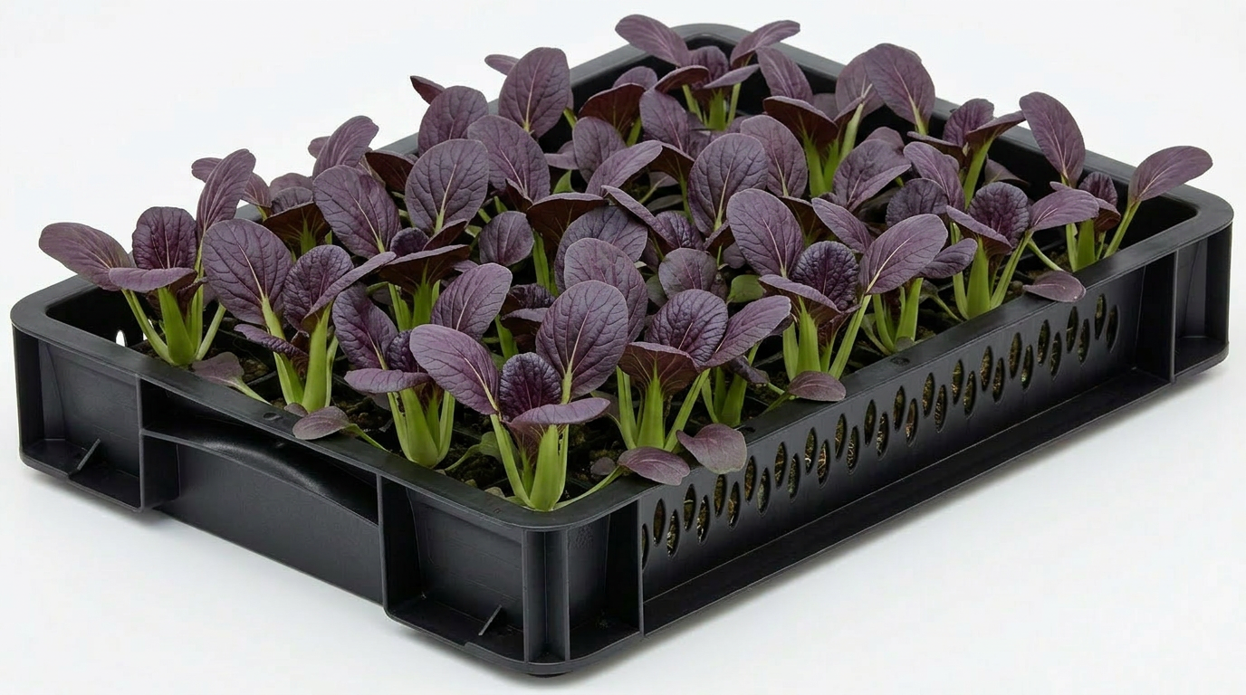 Red Pak Choi