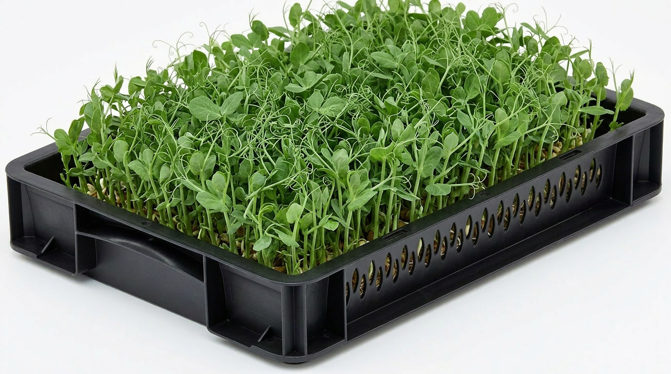 Pea Shoots
