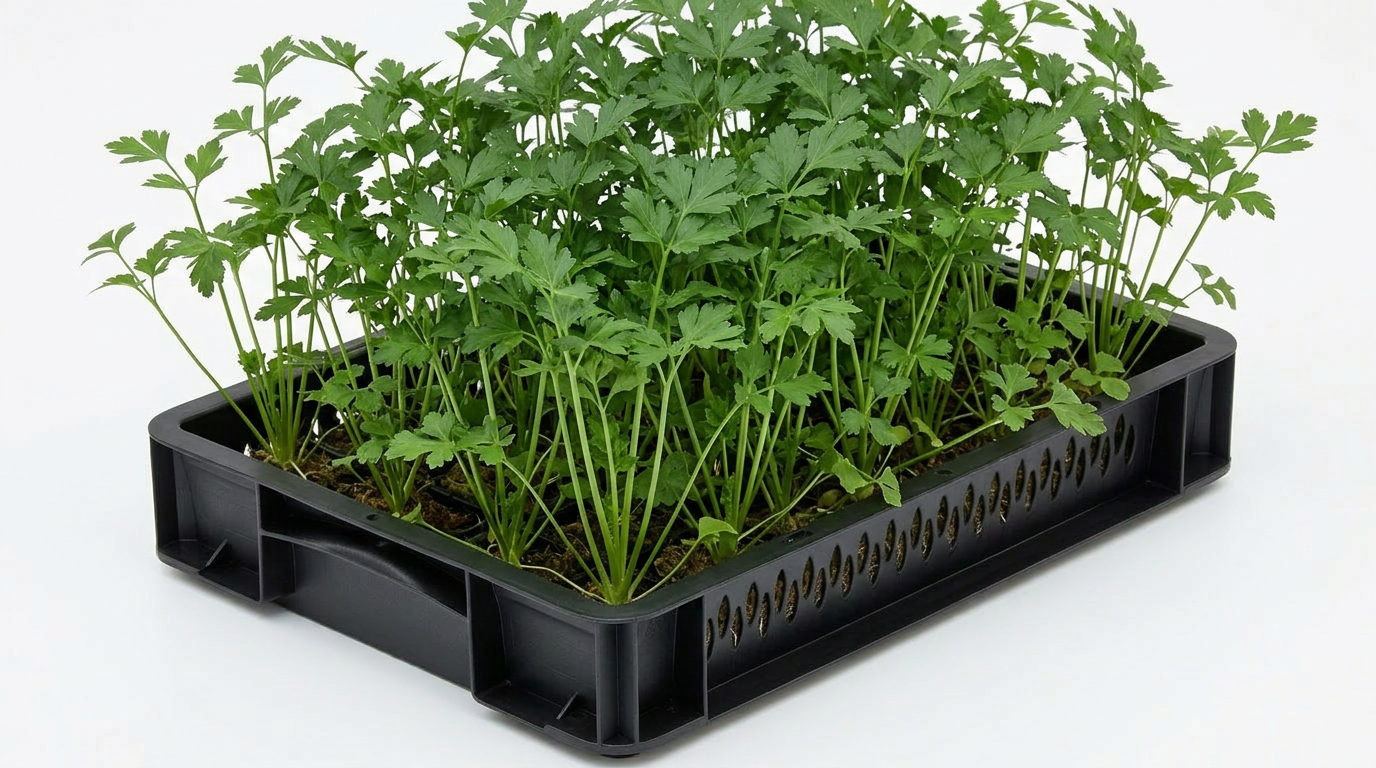 Parsley