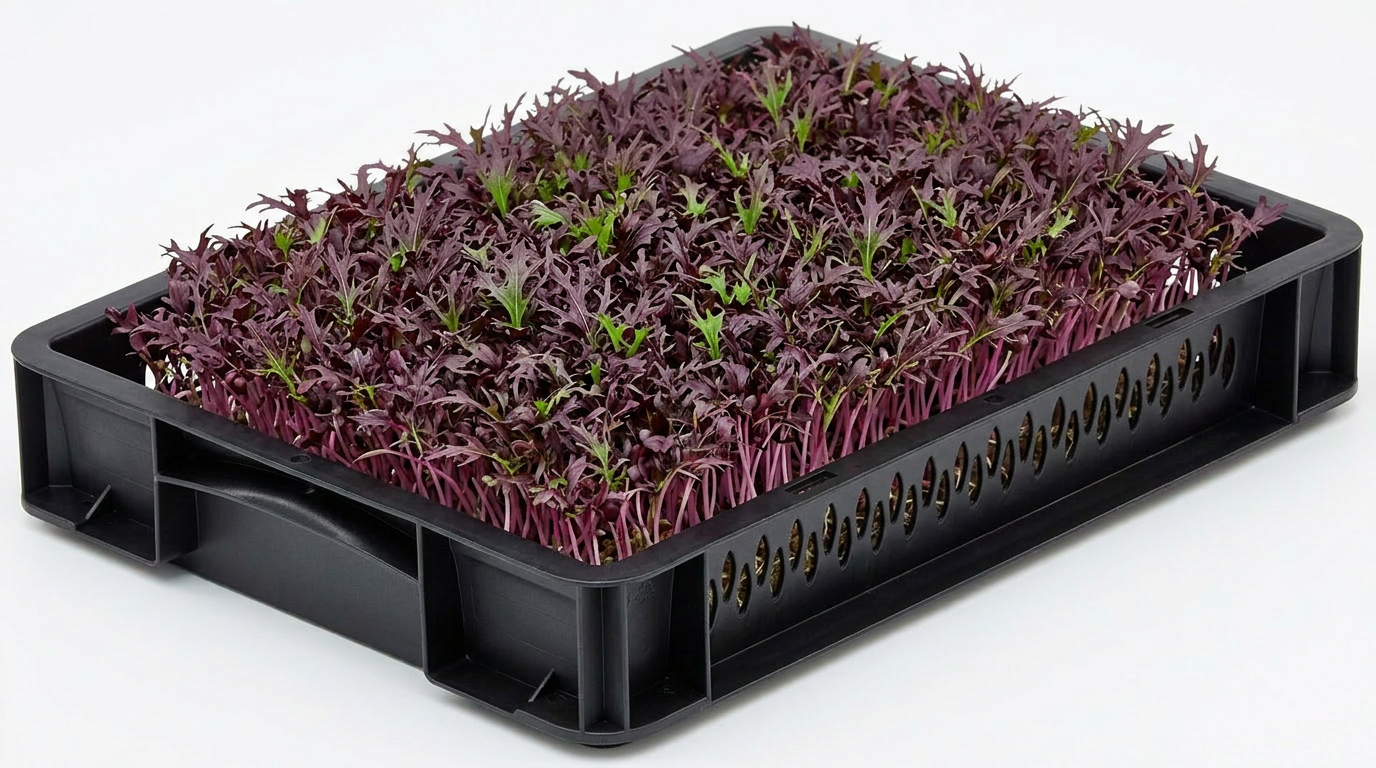 Red Mizuna Cress
