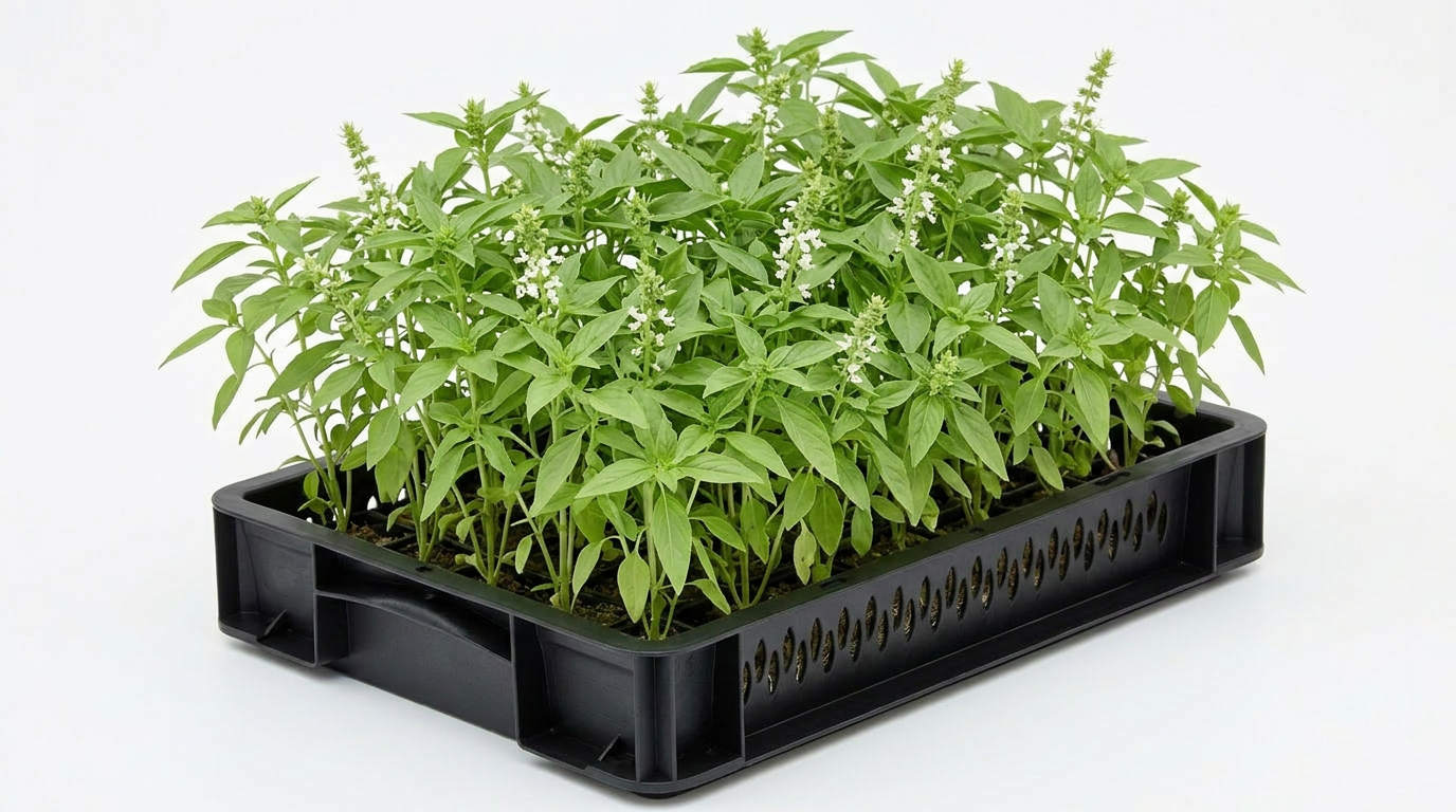 Basil Lemon
