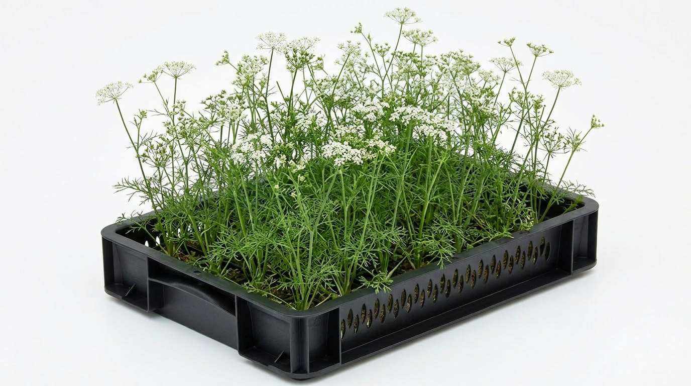 Anise