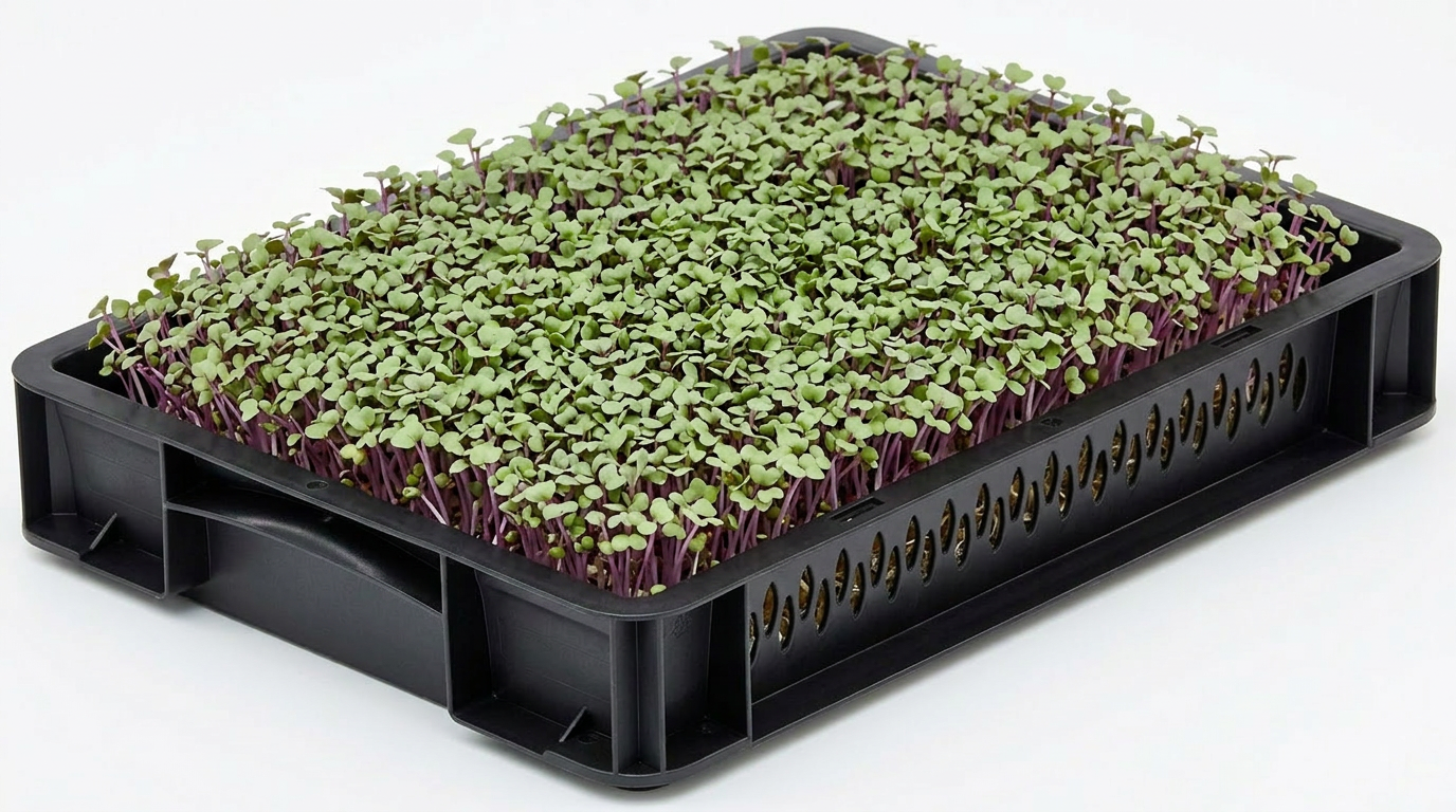 Kohlrabi Cress