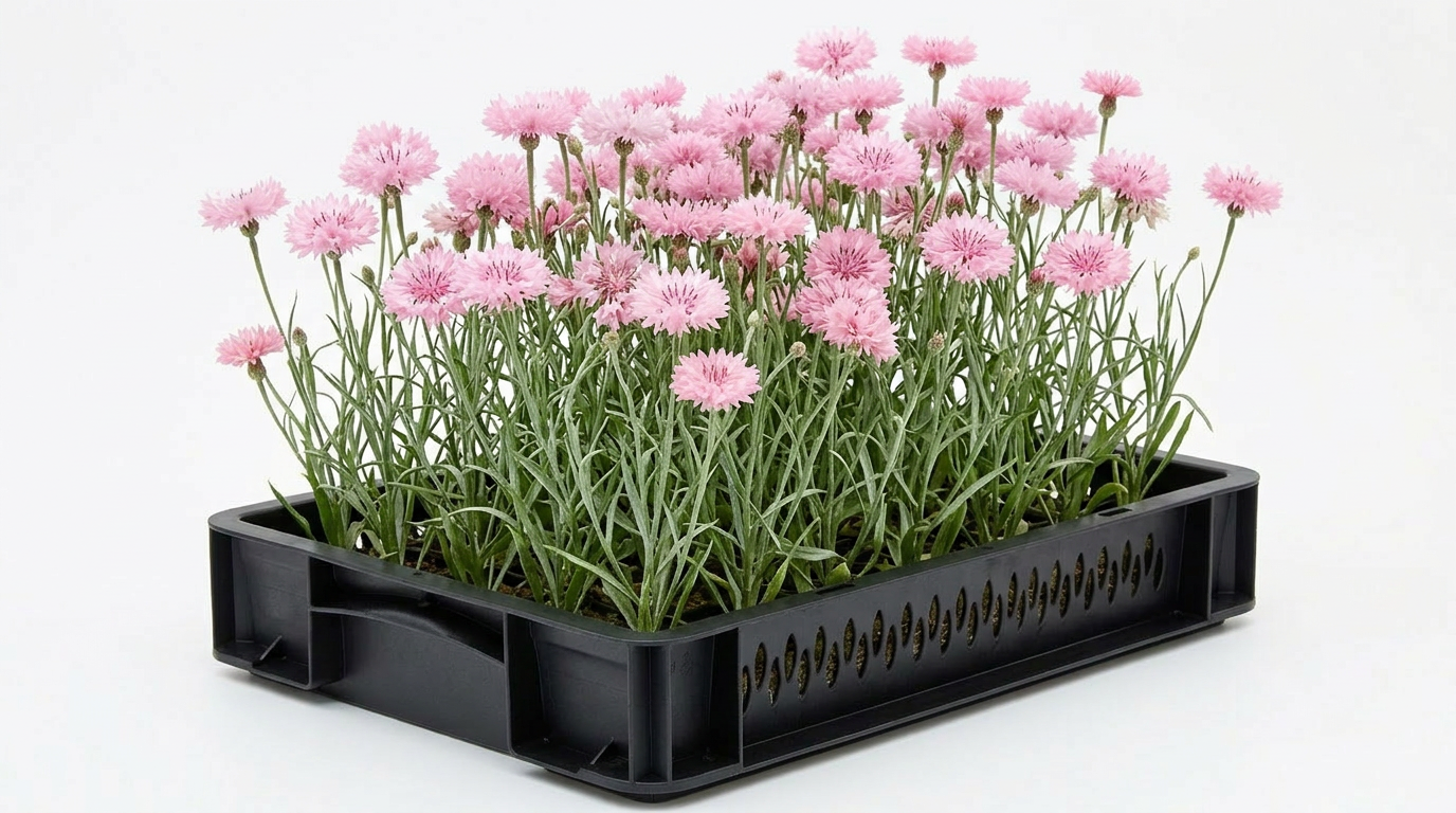 Pink Cornflower