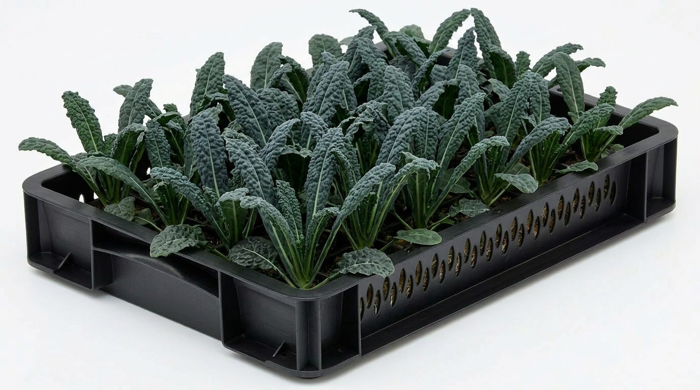 Kale Nero di Toscana