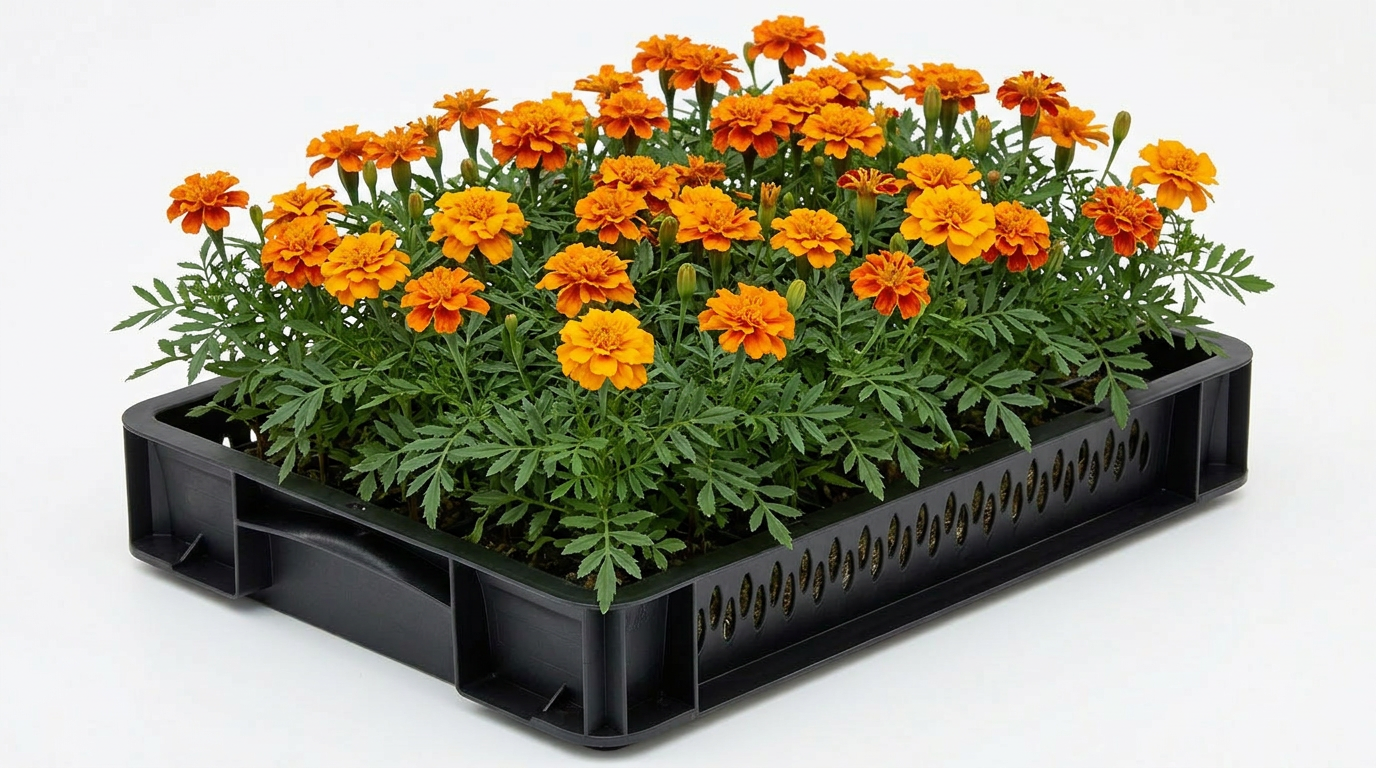 French Marigold