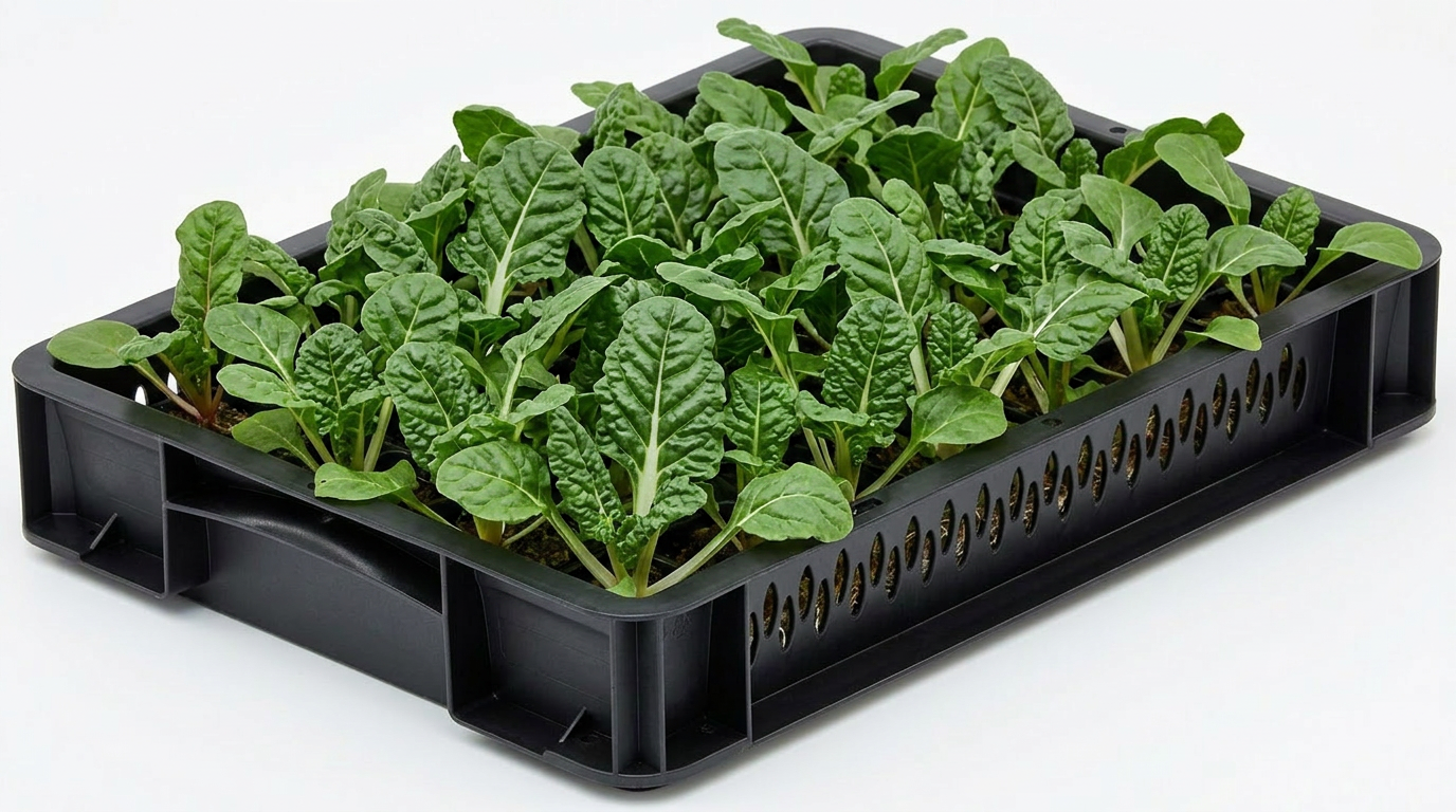 Chard