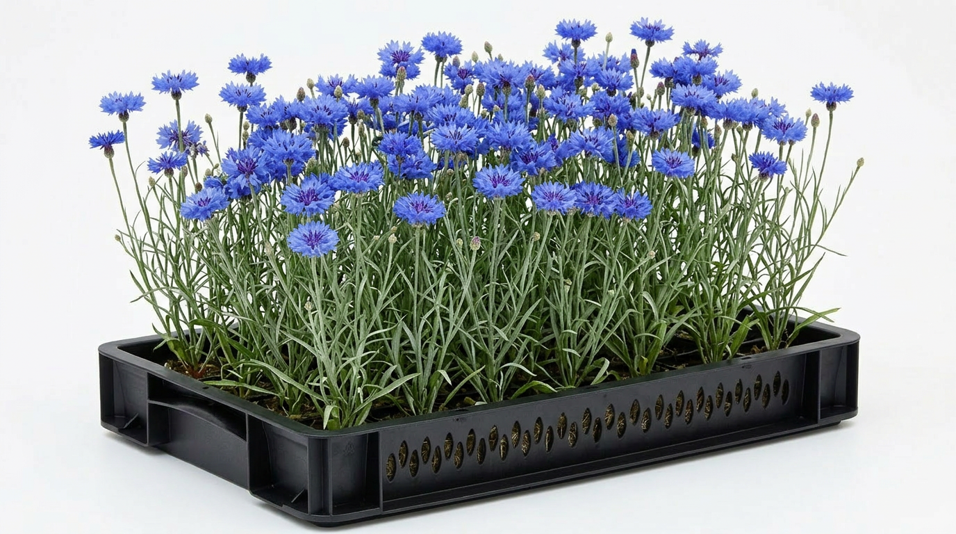 Blue Cornflower
