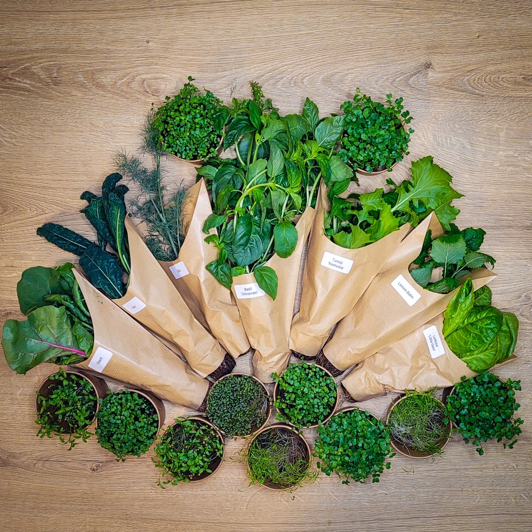 Verse microgroenten in de Mia-kast