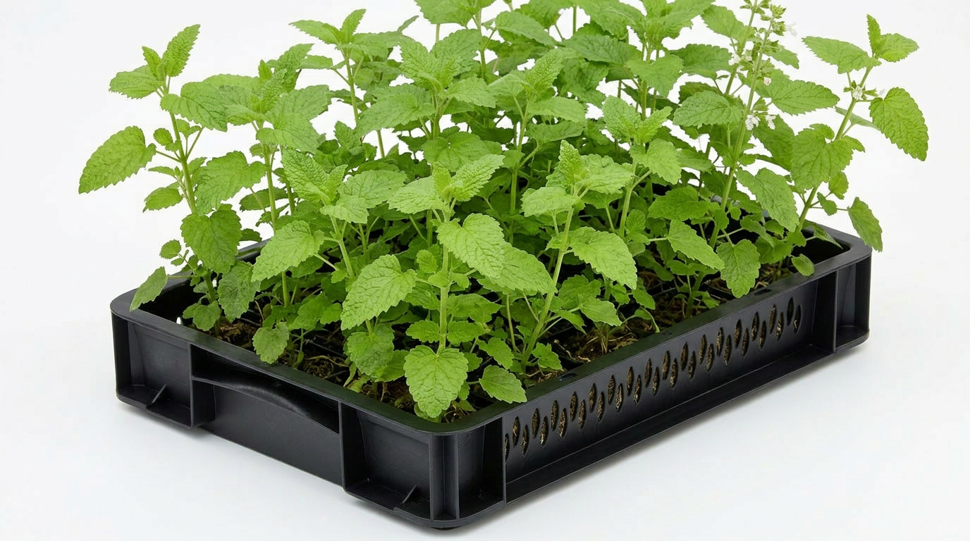 Lemon Balm