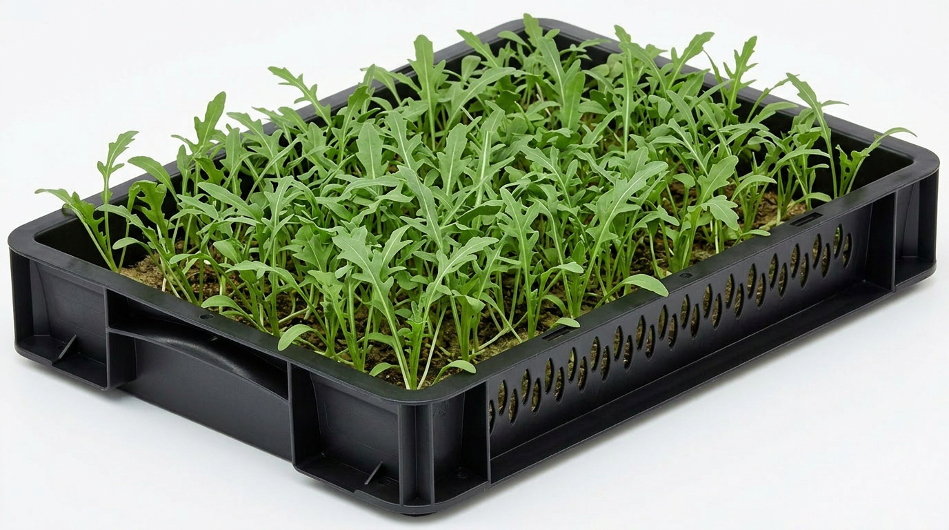 Rucola