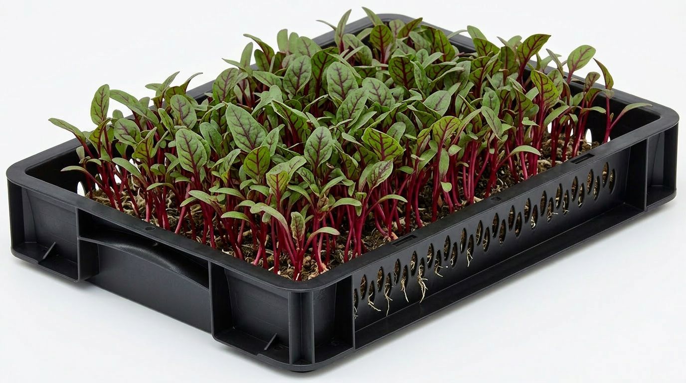 Beet Shoots