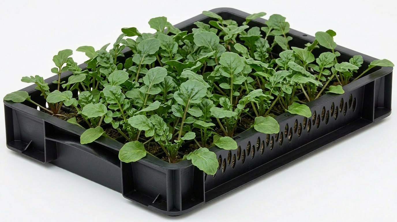 Wintercress
