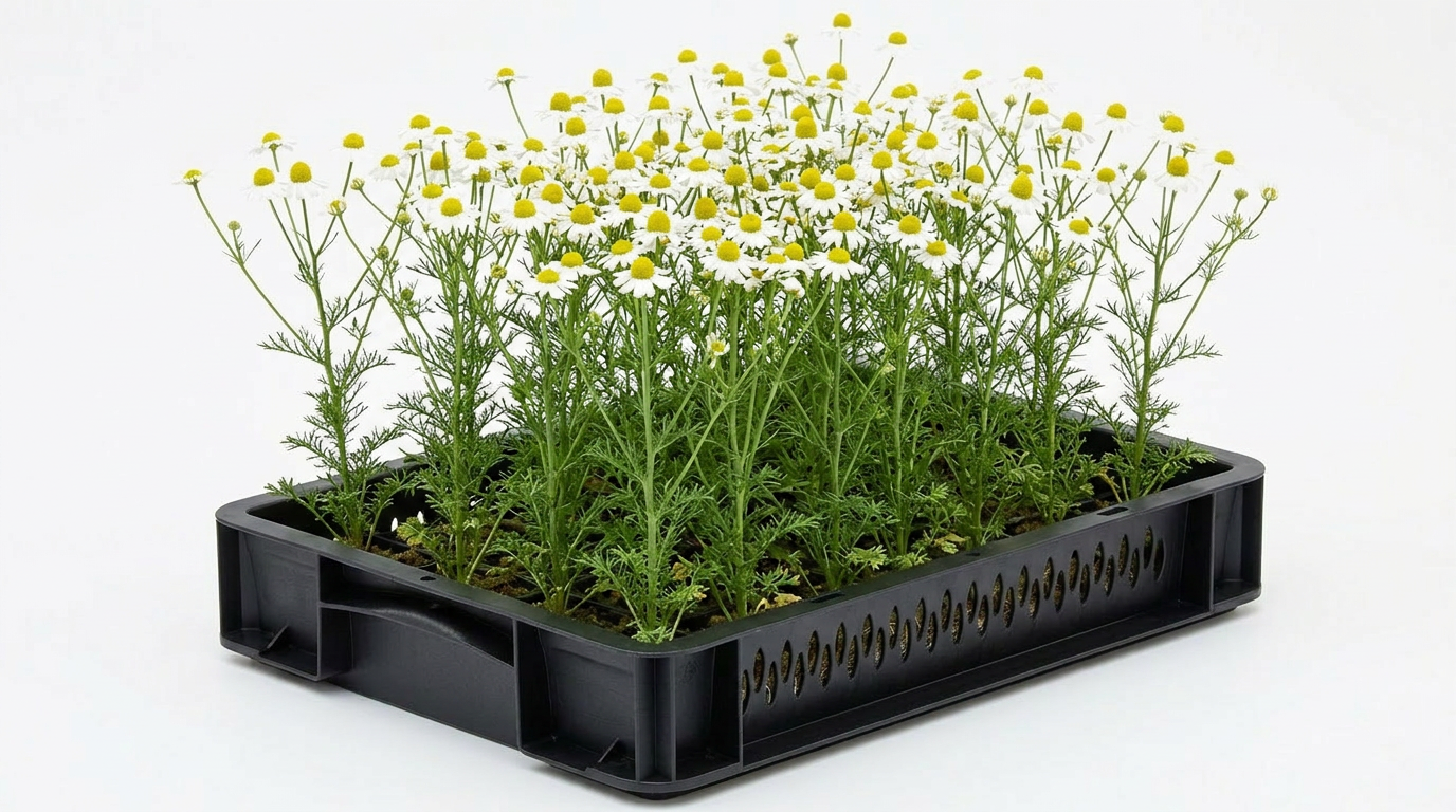 Chamomile