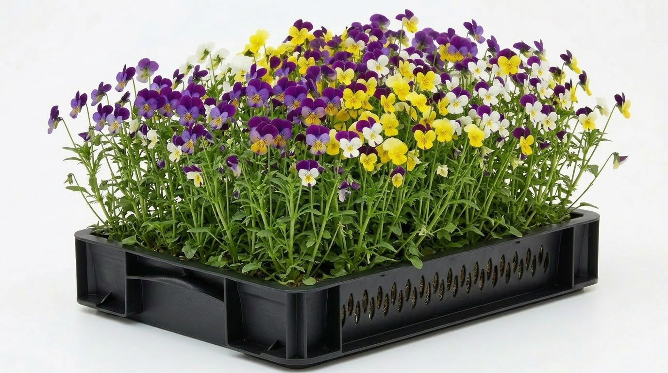 Viola Tricolor