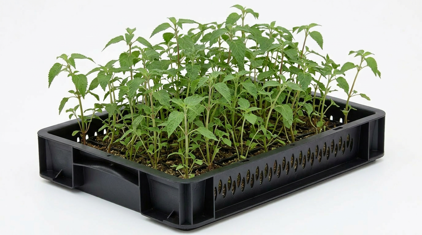 Chia Shoots