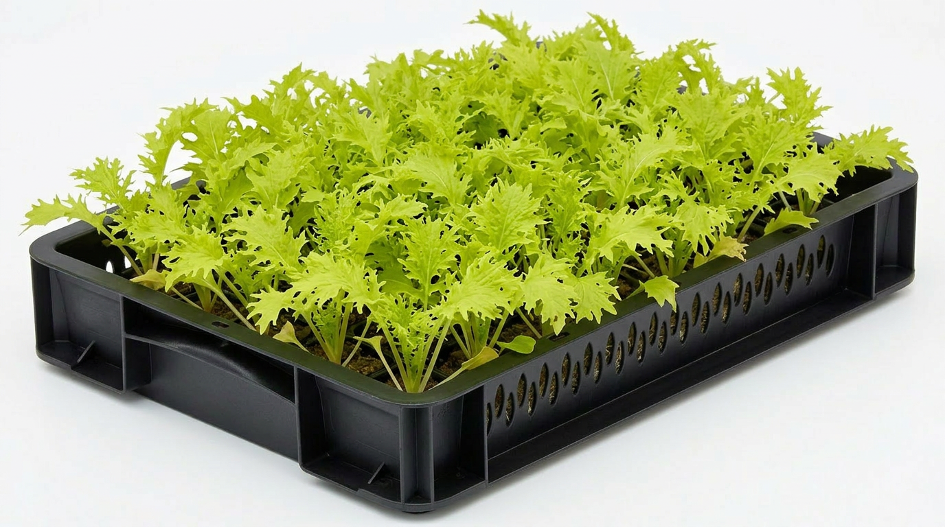 Golden Frills Mustard