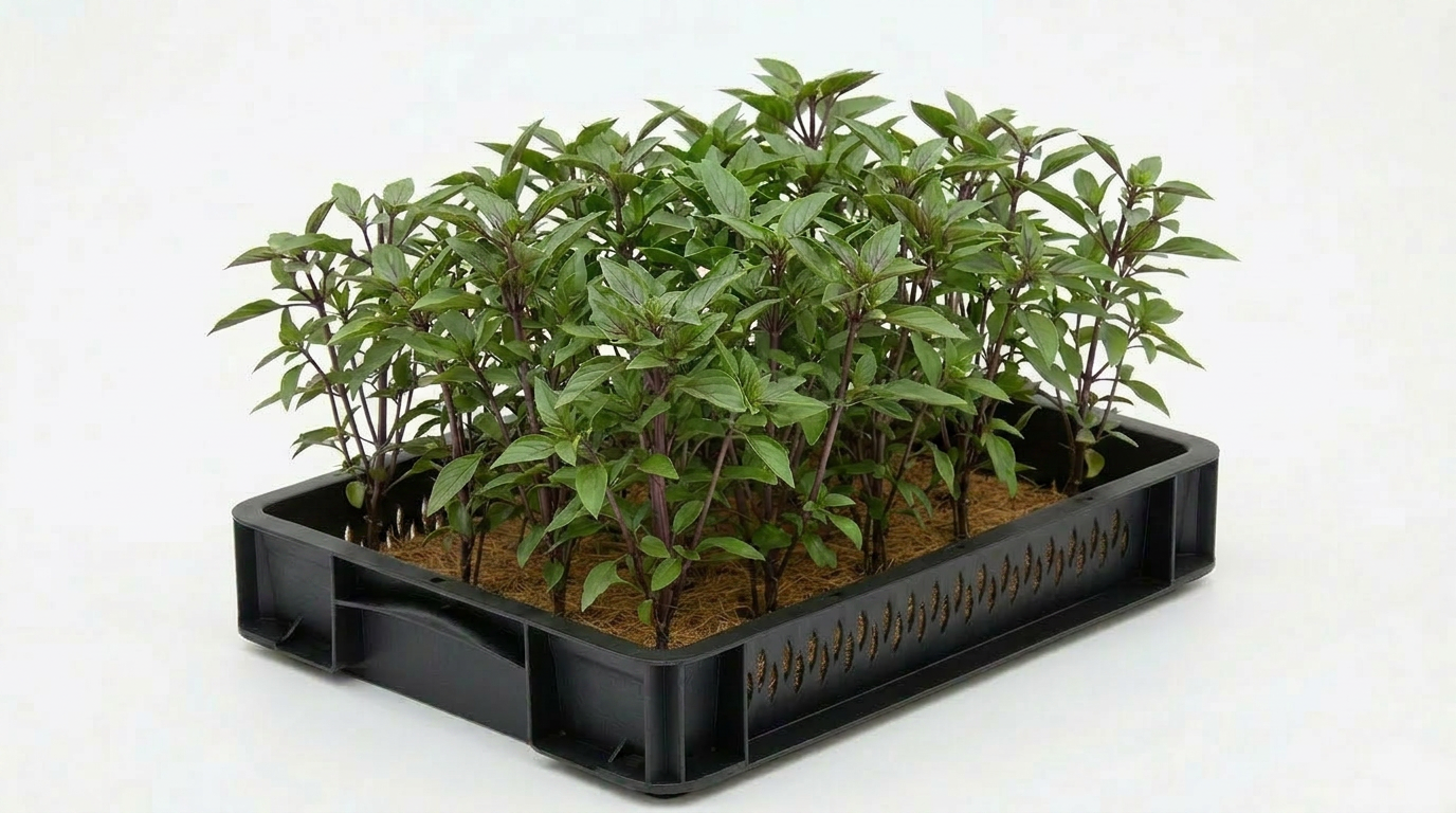 Basil Thai