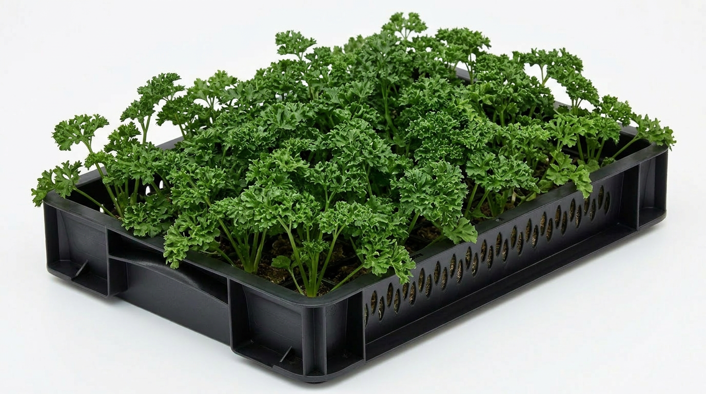 Curly Parsley