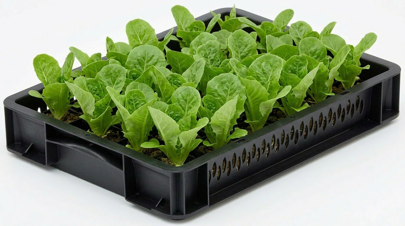 Little Gem Lettuce