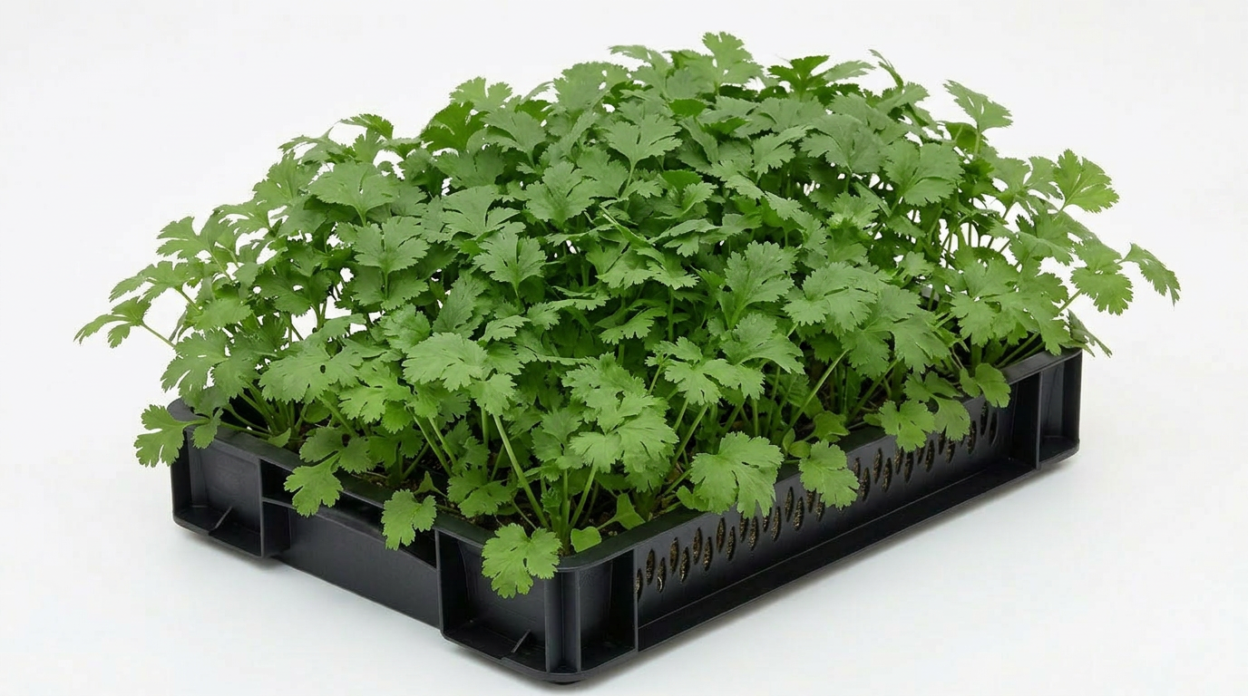 Coriander
