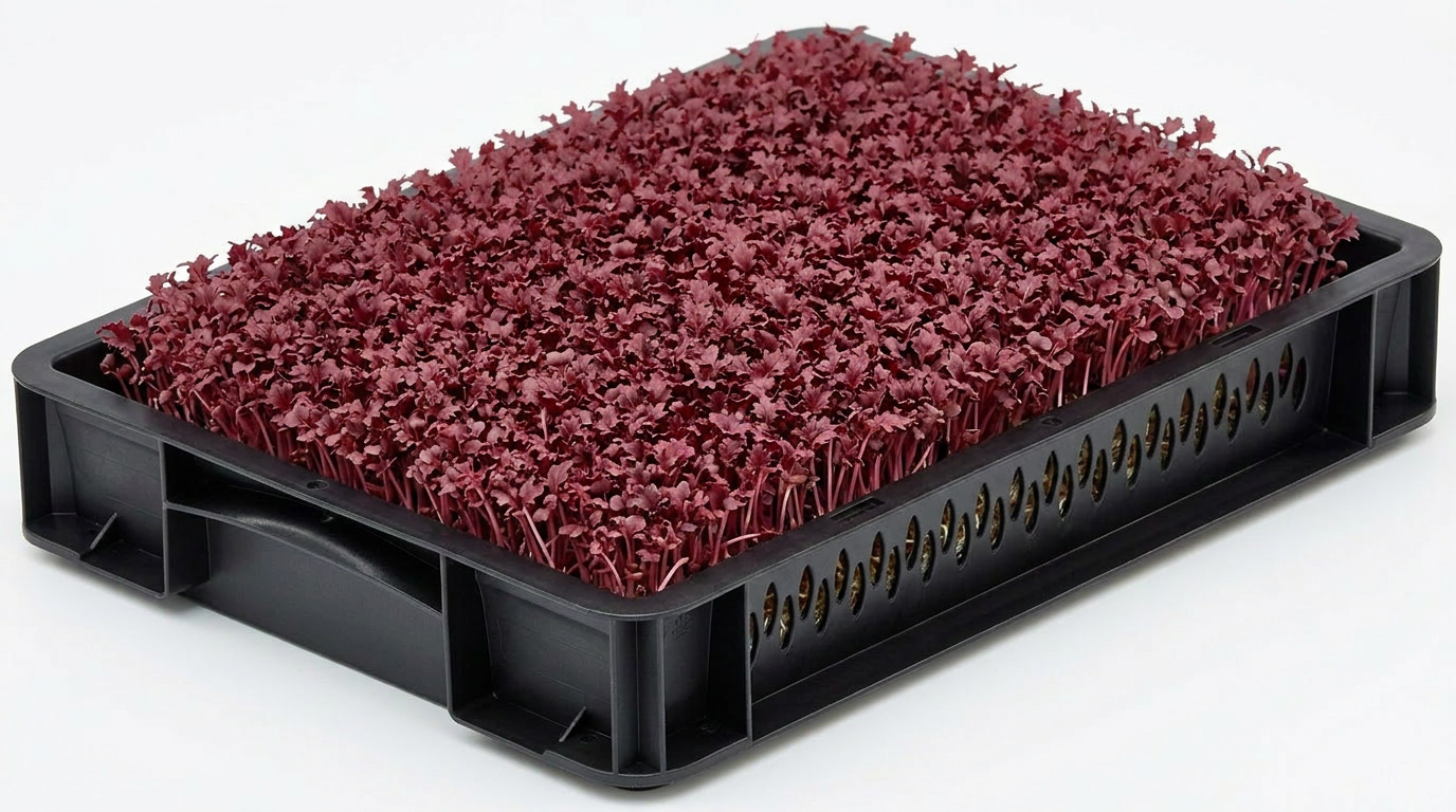 Red Mustard