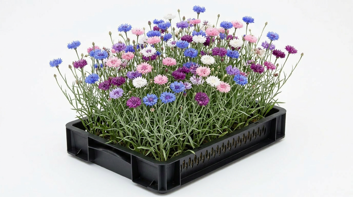 Mixed Cornflower