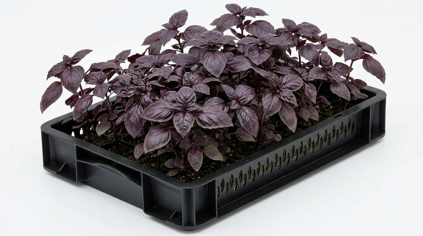 Basil Red