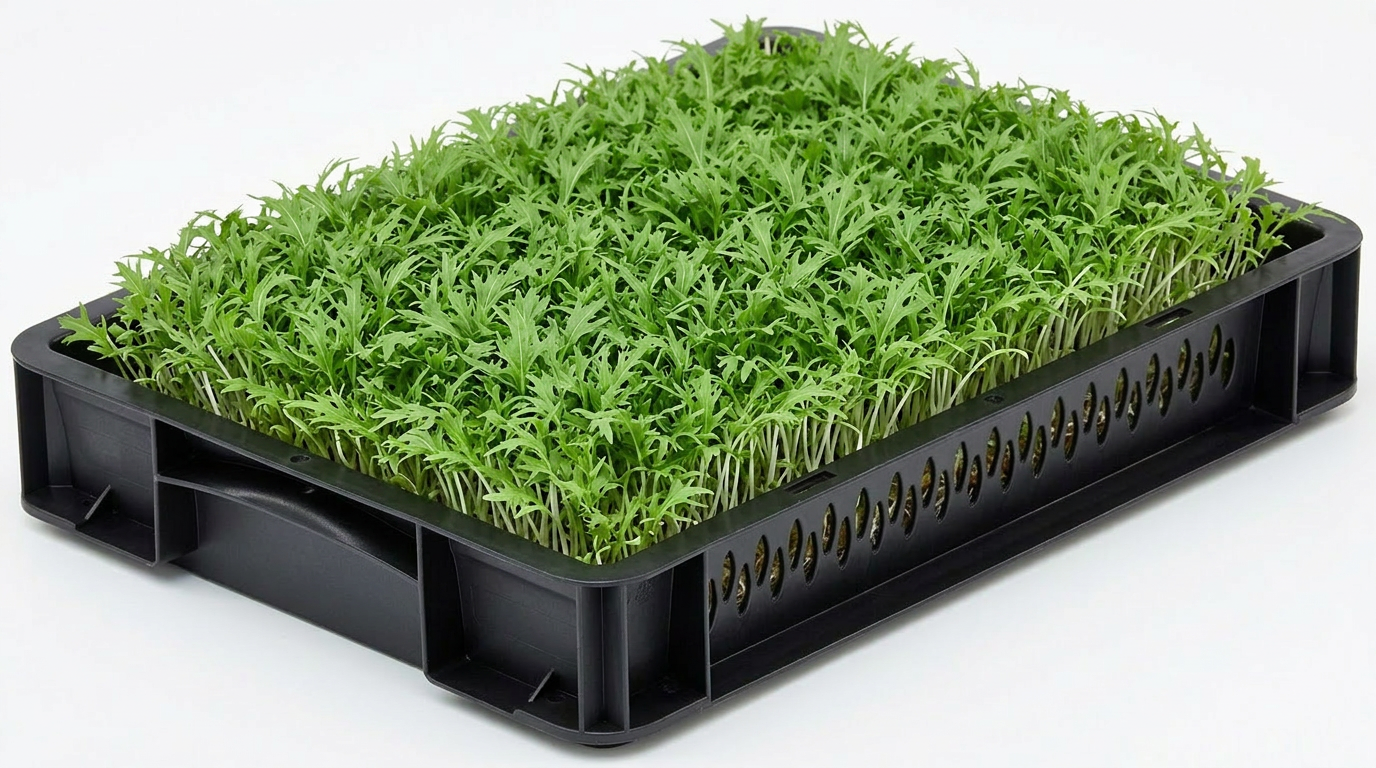 Green Mizuna Cress