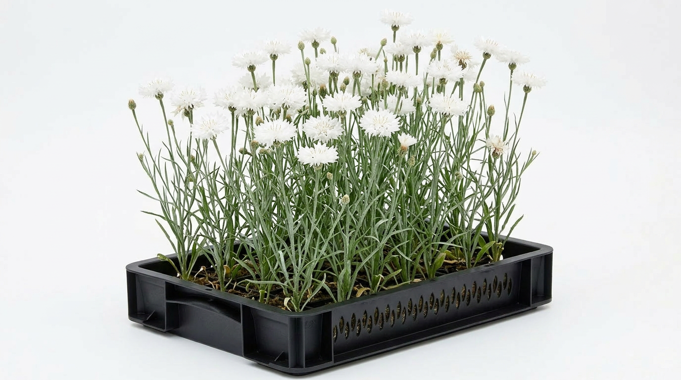 White Cornflower