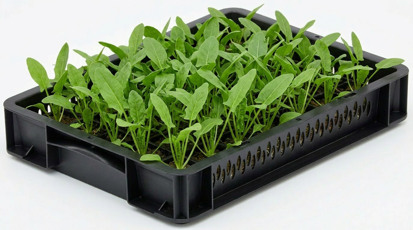 Sorrel