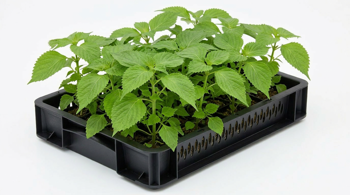 Green Shiso