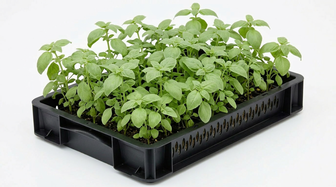 Basil Vanilla