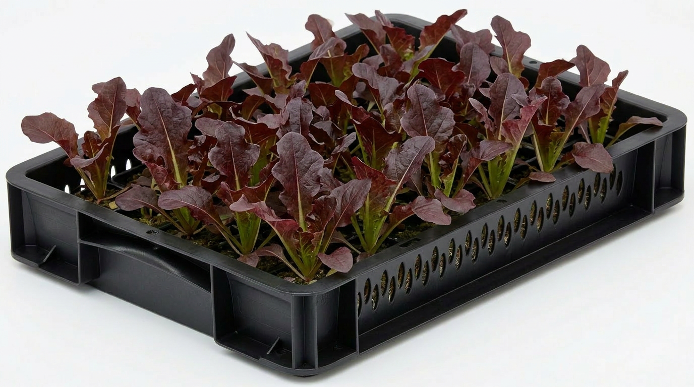 Red Salad Lettuce