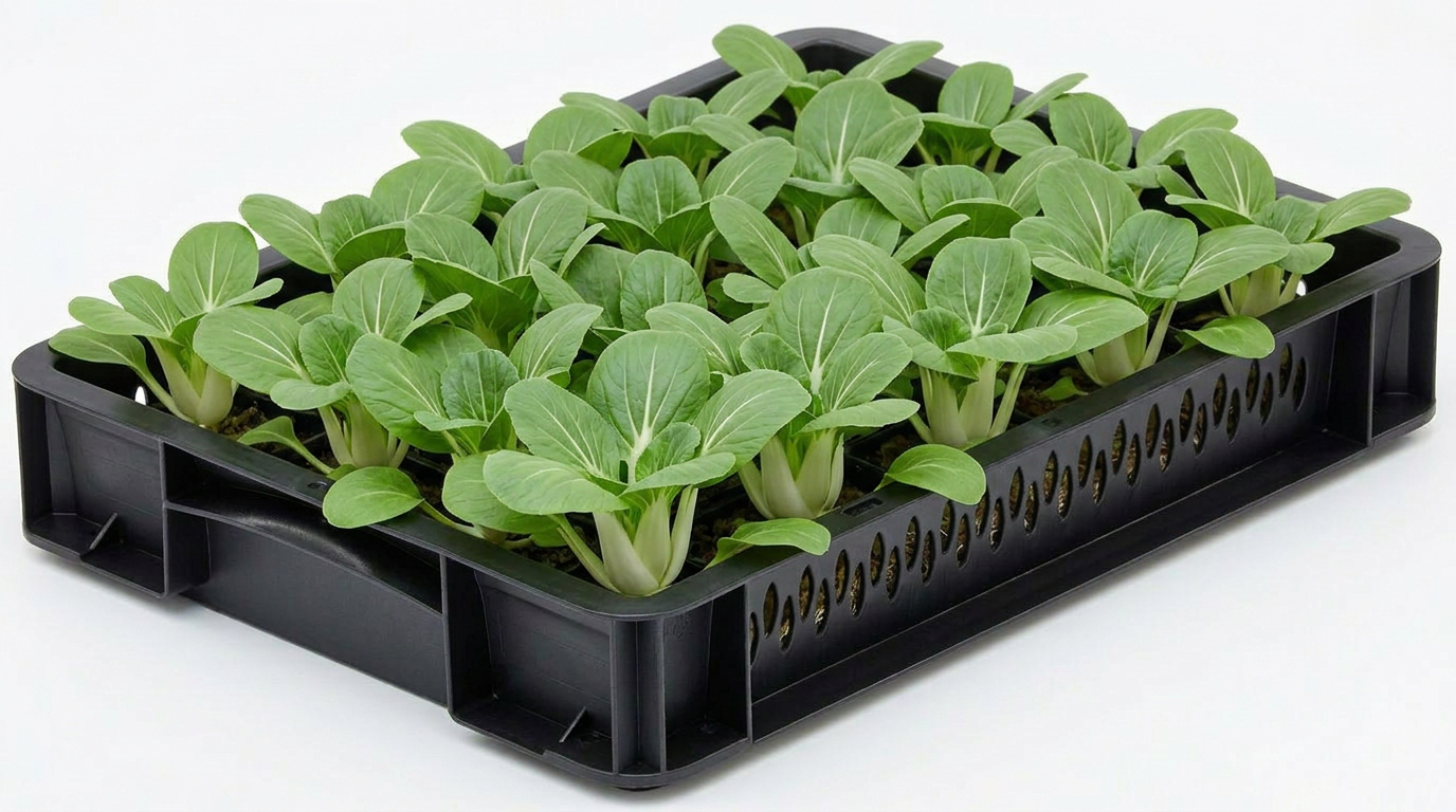 Pak Choi