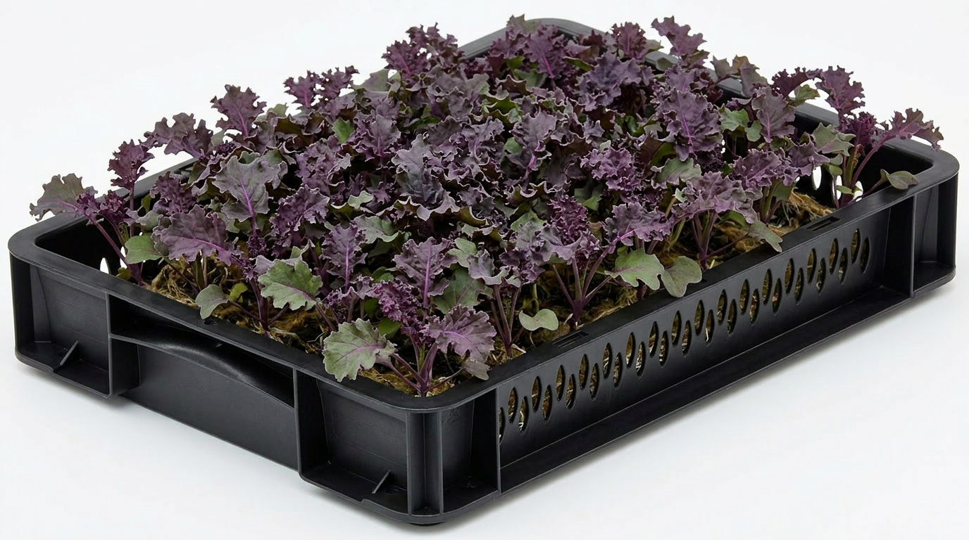 Purple Kale