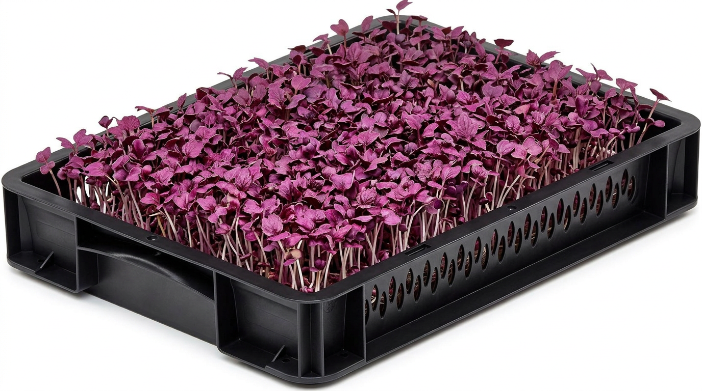 Purple Radish