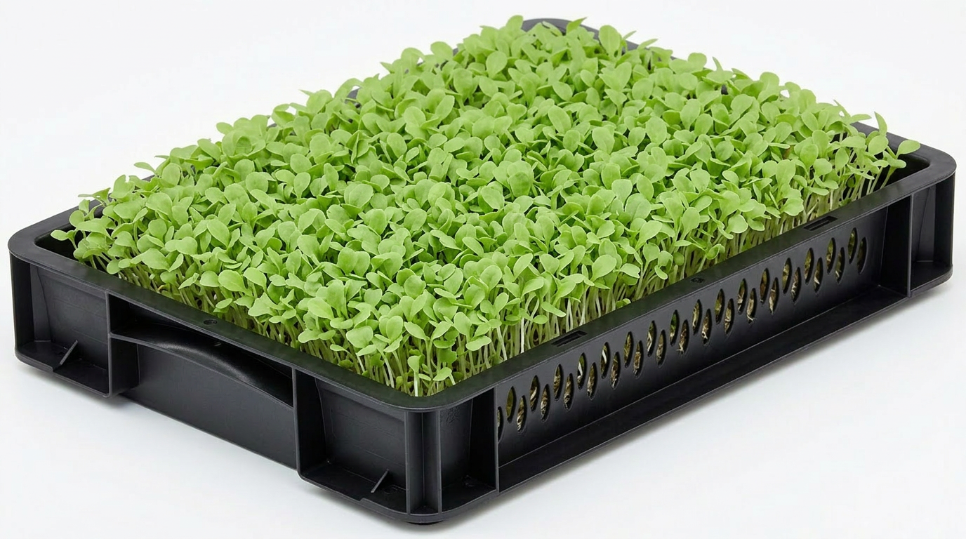 Lettuce Cress