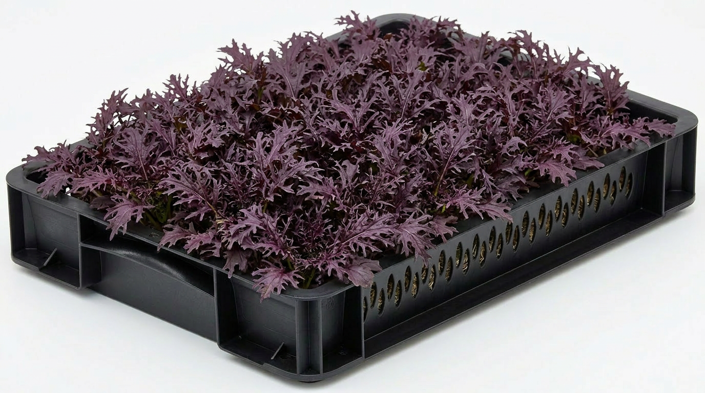 Purple Frills Mustard